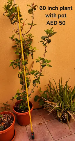 60-inch Potted outdoor Plant (with pot) - AED 50