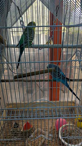Birds for free adoption