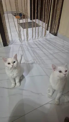 Cats