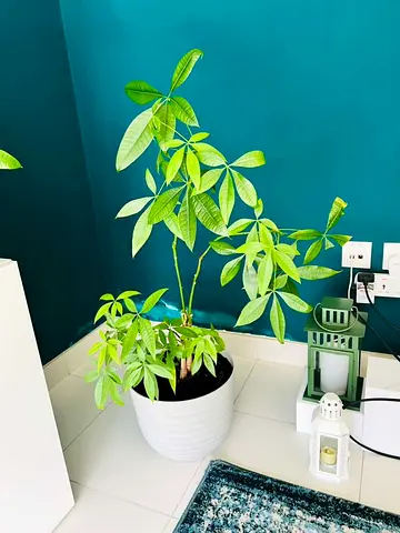 Tall Multi-Tiered Money Tree (Pachira Aquatica)