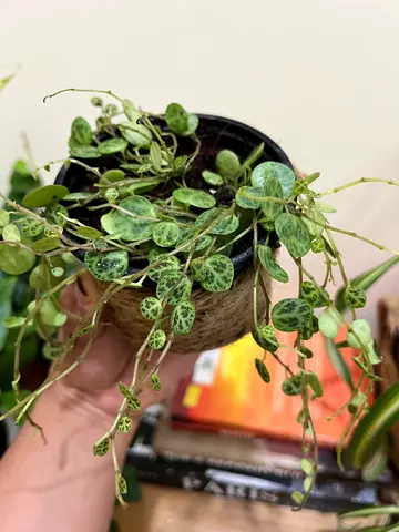 Small String of Hearts (Ceropegia woodii) Potted Plant - Healthy Indoor Trailing Plant