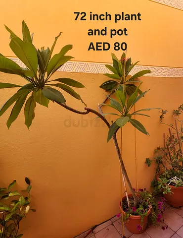 72-inch potted indoor/outdoor plant with pot - AED 80