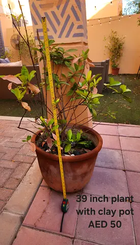 39-inch potted plant in clay pot - AED 50