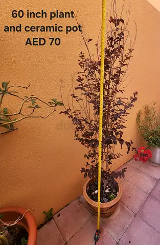 60-inch potted ornamental plant with ceramic pot - AED 70