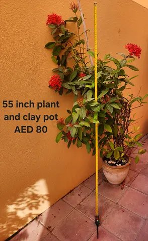 55-inch Potted Outdoor Flowering Plant with Clay Pot