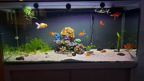 Beautiful Aquarium Setup with Built-in Sump Filter System