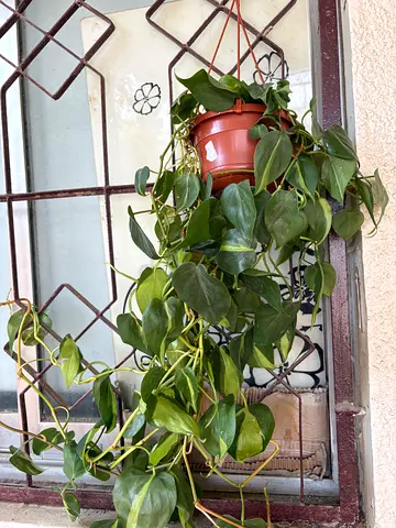 Money plant