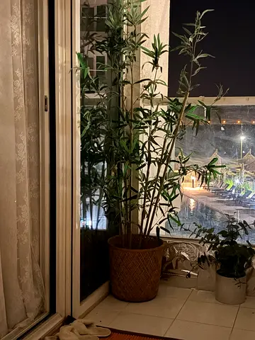 IKEA Artificial Potted Bamboo Plant (Indoor/Outdoor) with bamboo big vase