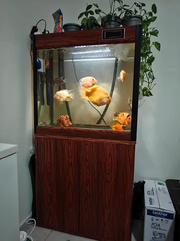 80cm Tank with Stand