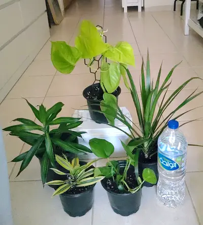 Small indoor plant lot — 5 assorted potted houseplants (ready to rehome)