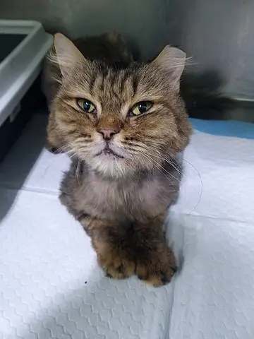 Breed PERSIAN mix, female, 1 year old, neutered to be adopted.