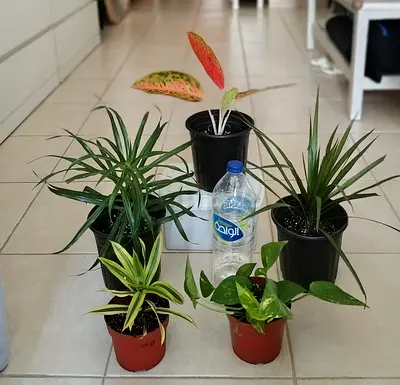 Small indoor plant lot — 5 assorted potted houseplants (ready to rehome)