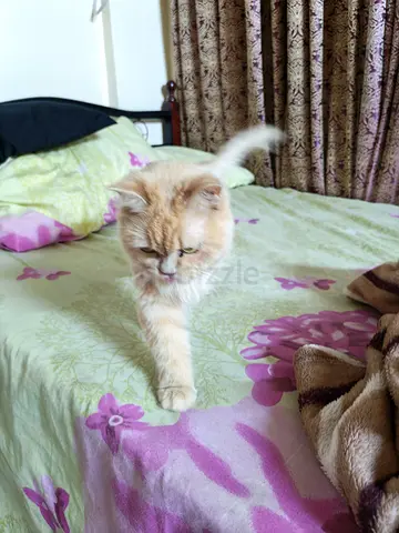 Free adoption of a cat and kittens