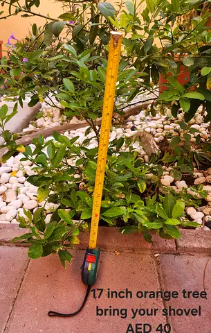 Approximately 17-inch Orange Tree Seedling - Potted Garden Plant