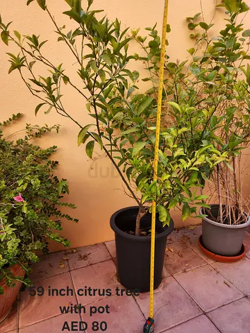 Citrus tree in pot — ~59 inch, ready to plant