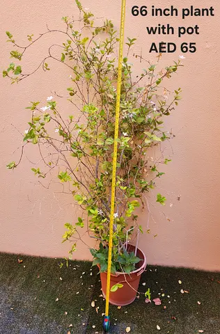 66-inch potted indoor/outdoor plant with pot - AED 65