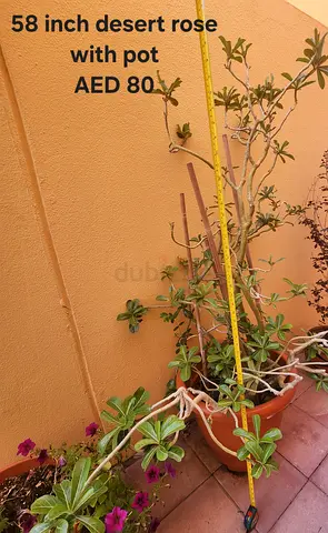 58-inch Desert Rose (Adenium) in Pot - AED 80