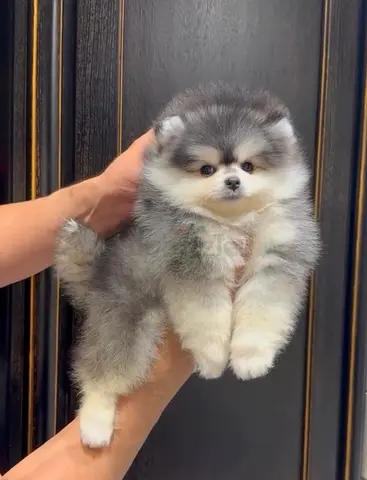 Cute fluffy Pomeranian puppy available