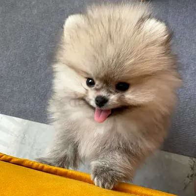Fluffy Pomeranian Puppy Ready for Adoption