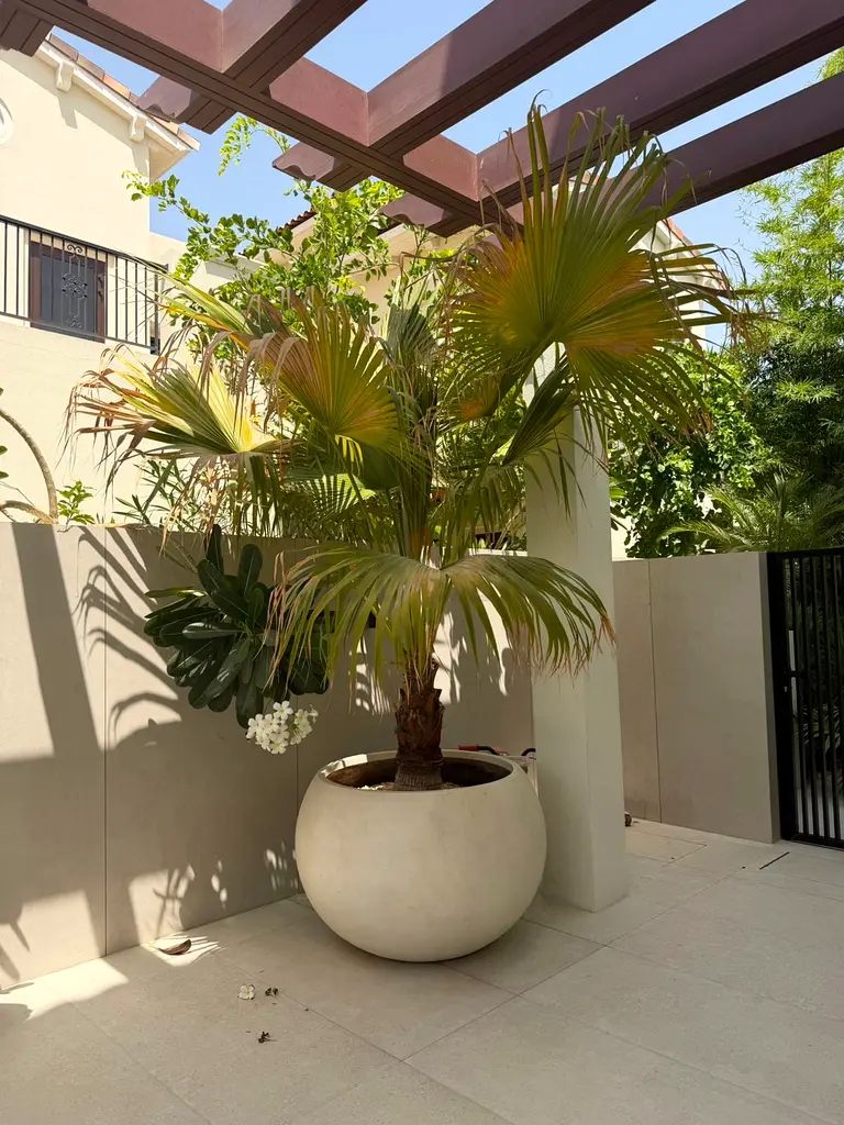 DPV_View_Image_3