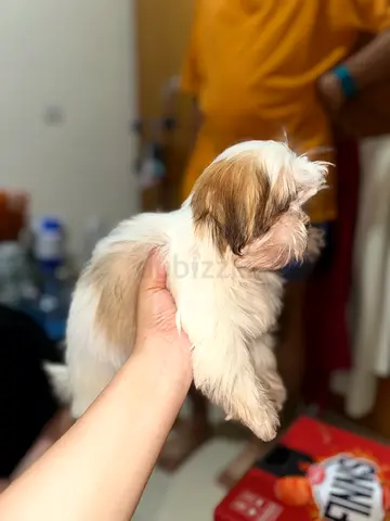 Very sweet Shih Tzu puppy - small, fluffy, friendly