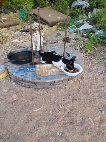 Urgent 2 months old kitten male for free adoption