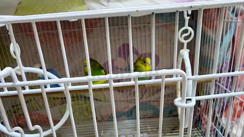 3 beautiful and healthy Australian budgies Available for adoption