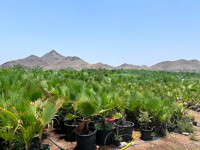 Wholesale Collection of Young Potted Palm Plants - Healthy Nursery Stock