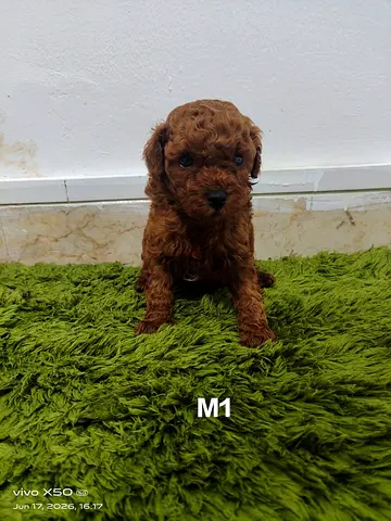 Male Toy Poodle Puppy (M1) — 2 Months, Red/Brown