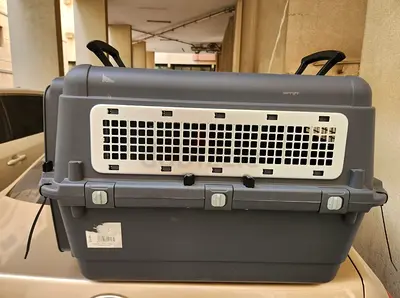 Cats and dogs carriers for air travel