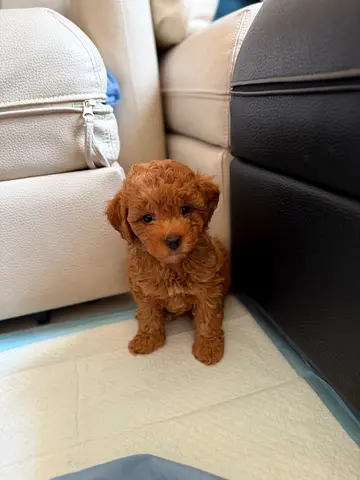 Tiny red toy poodle puppy — friendly and playful