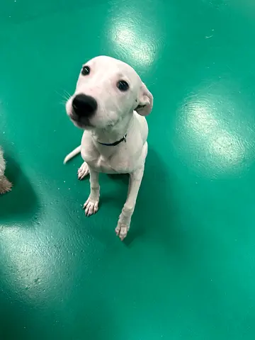 Friendly young white dog available for adoption