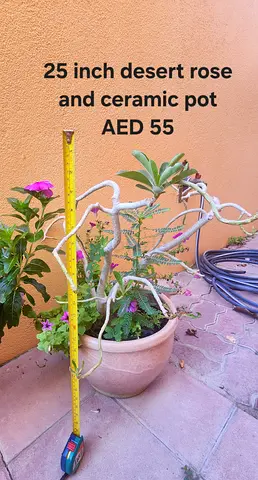25-inch Desert Rose (Adenium) in Ceramic Pot - AED 55