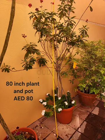 Tall potted outdoor plant (approx. 80 inches) with pot - AED 80