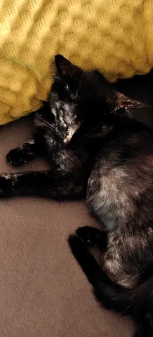 Young black kitten available for adoption — friendly and calm Mother: Shirazi, Father: Angora
