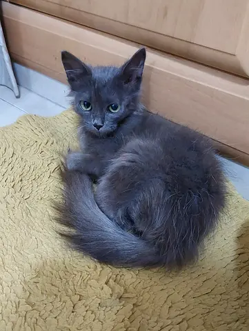 Kitty (5 months old)