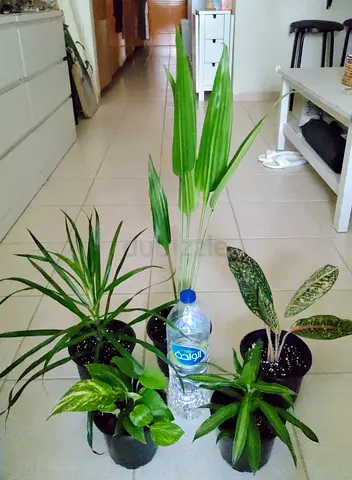Take all 5 easy to take care  indoor plants Final price , last price , best price 90  dhs only