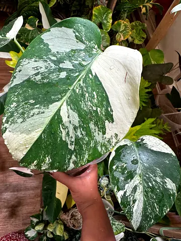 Mint Monstera 🔥 . Aed375/-. Well settled in leca Pickup near financial center metro station. Delive