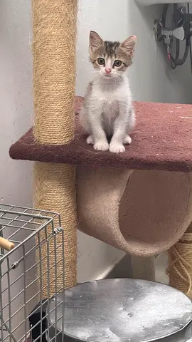 Friendly young kitten, looking for a home — about 1 months old