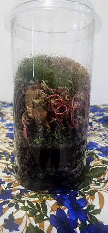 Small Closed Terrarium with Live Moss and Carnivorous Plants - Ready