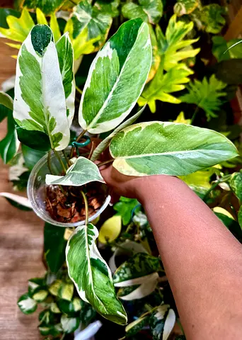 🌿 Philodendron Shady Lady (Variegated) – AED 350 📍 Pickup near Financial Centre Metro 🚚 Delivery