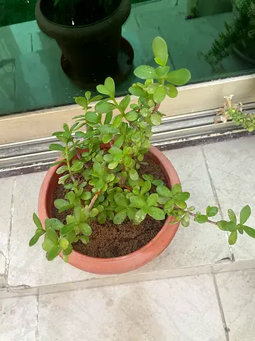 Healthy and bushy Jade plant
