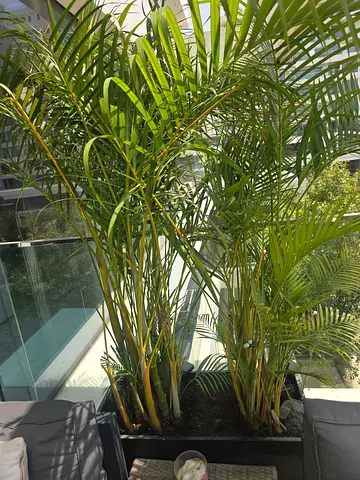 Plants with pots