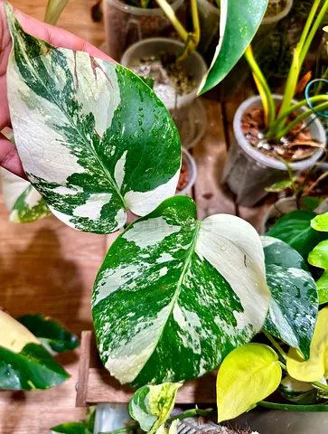 Mint Monstera 🔥 . Aed375/-. Well settled in leca Pickup near financial center metro station. Delive