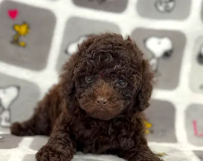 Adoption dog