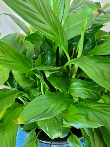 Peace Lily in Big Pot - Indoor Plant