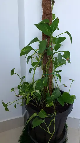 Pothos Money Plant with Moss Pole in Plastic Pot