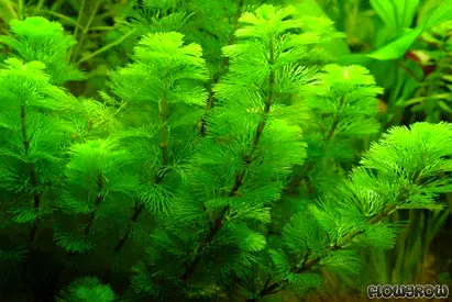 Aquarium plants