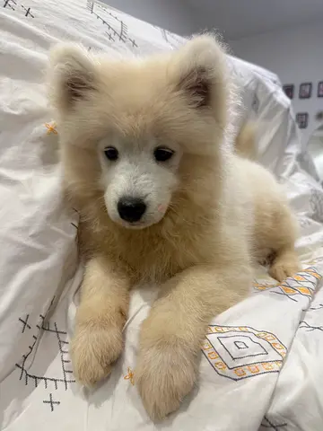 Samoyed Puppies – 2 Females Available