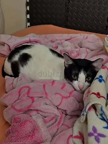 Female Cat up for Adoption